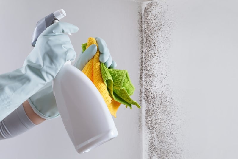▷ ¿Cómo limpiar el moho de las paredes?